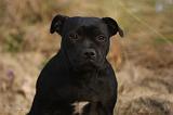 STAFFIE 329